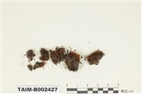 藏品(曲柄苔屬)的圖片